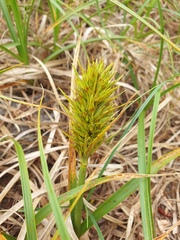 Carex kobomugi, photograph author not stated, no rights reserved