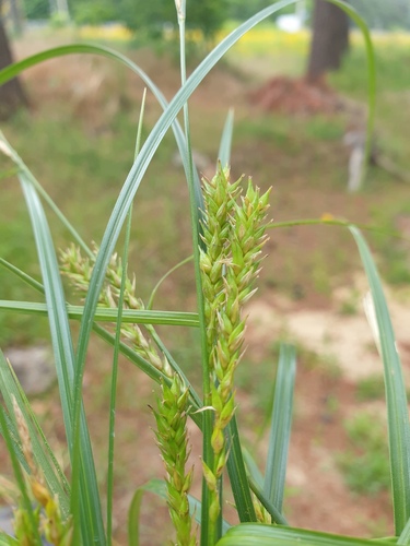 Carex glabrescens iNat (3)