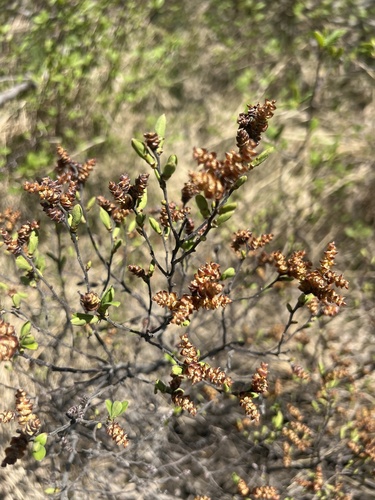 bog myrtle
