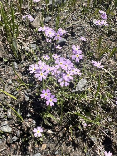 Mistassini Primrose