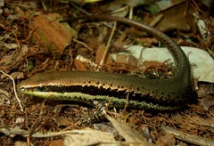 Varzea altamazonica
