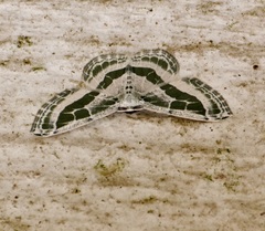 Pseudeuchlora kafebera