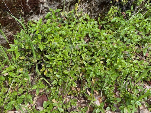 Marian Sampson Hummingbird Mint foliage
