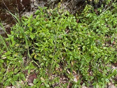 Monardella macrantha