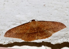 Pseudonadagara semicolor