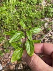Monardella macrantha