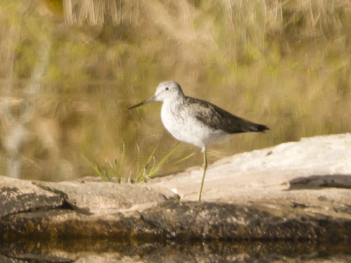 iNaturalist image