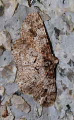 Psilalcis galsworthyi