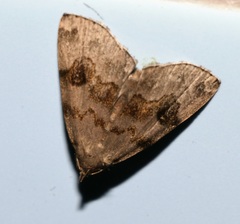 Sinarella nigrisigna