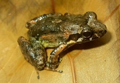 Leptodactylus discodactylus