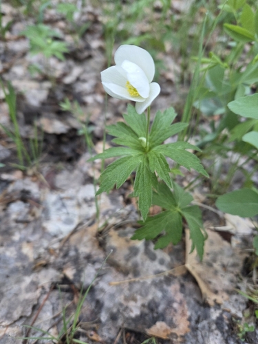 Canada anemone