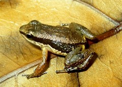 Allobates insperatus