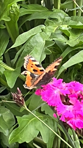 Small Tortoiseshell