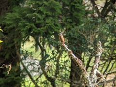 Muscicapa ferruginea
