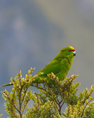 Cyanoramphus auriceps