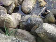 Triturus carnifex