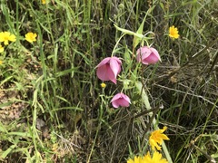 Calochortus amoenus