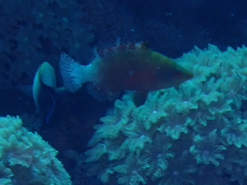 Cheilinus oxycephalus observed 2026-05-10
