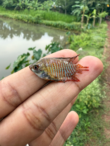 Banded gourami (Trichogaster fasciata) — Osphronemidae — 5