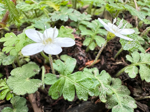 Ellisiophyllum pinnatum, photograph 4