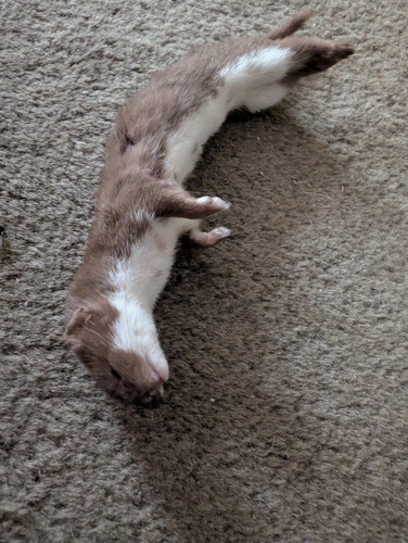 Least Weasel