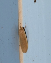 Danielithosia immaculata