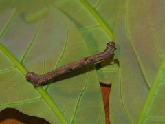 Hypomecis punctinalis