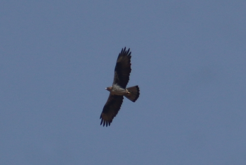 Aquila fasciata fasciata