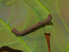 Hypomecis punctinalis