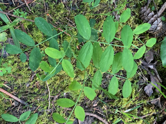 Lathyrus nevadensis