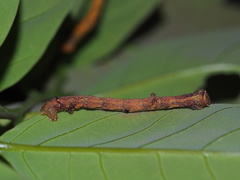 Hypomecis punctinalis