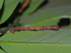 Hypomecis punctinalis