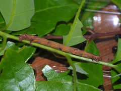 Hypomecis punctinalis