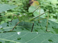 Mecopodinae