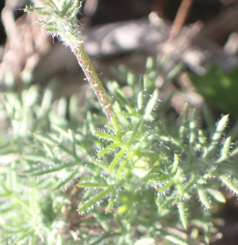 Cotula discolor, photograph 2