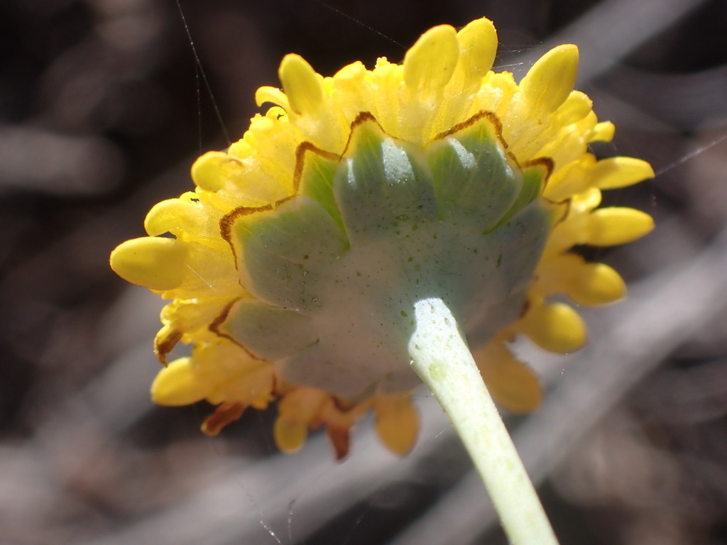 Cotula discolor; photograph (c) Nicola van Berkel, some rights reserved (CC BY-SA)