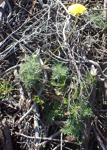 Cotula discolor, photograph 1