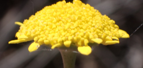 Cotula discolor, photograph 3