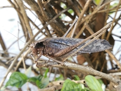 Mecopodinae