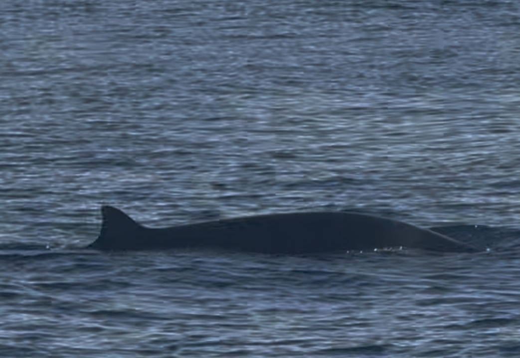 Ziphius cavirostris