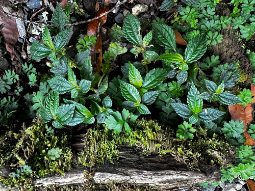 Pilea aquarum, photograph 1