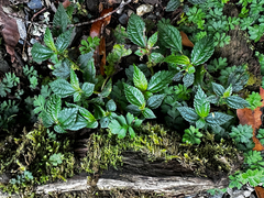 Pilea aquarum, photograph (c) Jaw-Jian La, some rights reserved (CC BY)