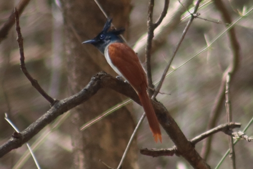 Indian Paradise-Flycatcher
