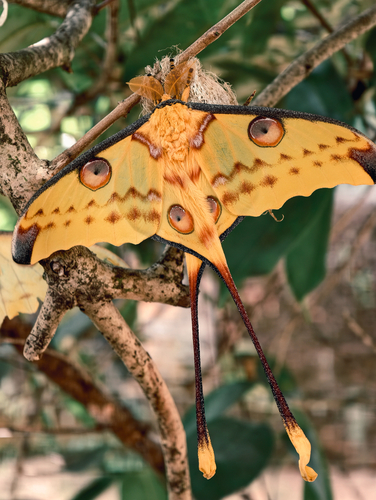 Madagascan Moon Moth