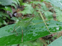 Mecopodinae