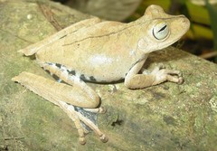 Boana calcarata