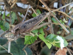Mecopodinae