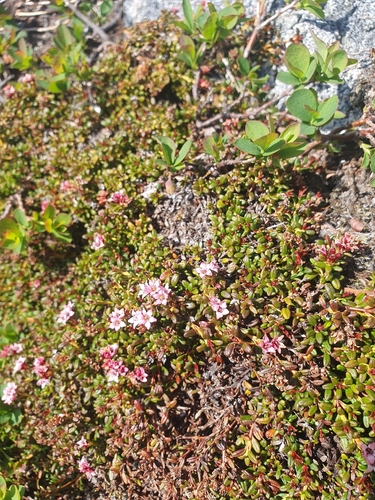 alpine azalea