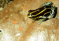 Ranitomeya variabilis