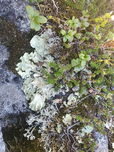 Arctic Kidney Lichen